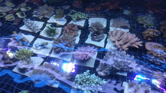 Coral Wonders - Tienda de acuarios en Rivas-Vaciamadrid