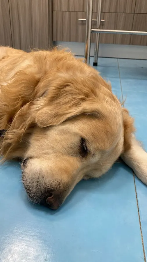 clinica veterinaria hospi rivas