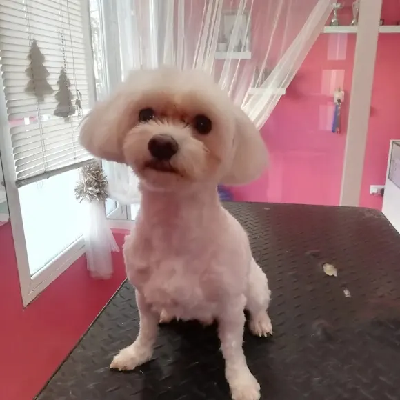 Peluqueria Canina Pampa - Rivas-Vaciamadrid