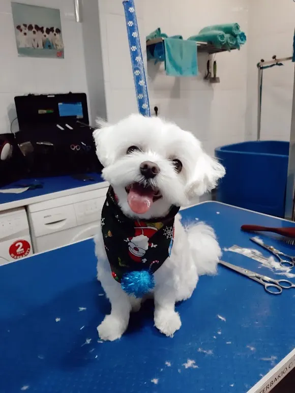 Peluquería Canina Barber Dog - Rivas-Vaciamadrid