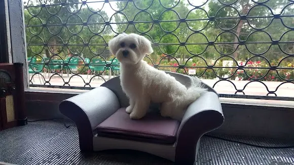 Peluquería canina Daniela Vallejo - Rivas-Vaciamadrid