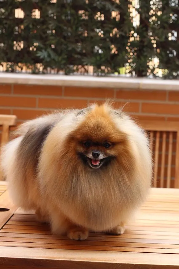 Pets & Poms/Pomeranian Beauty - Rivas-Vaciamadrid
